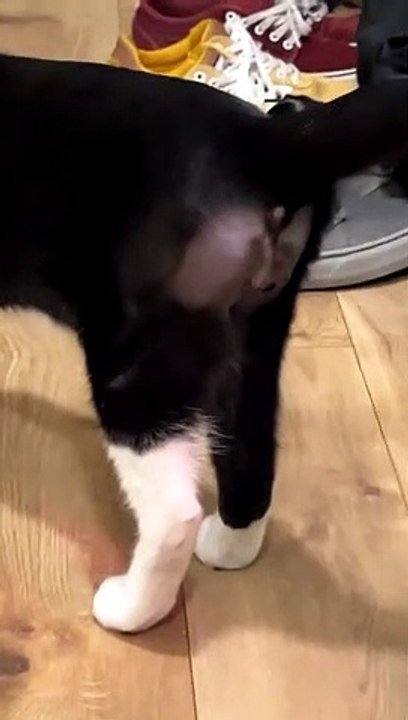 Benny The Baboon Cat