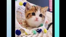 CUTEST CATS - Funny and Cute Cat and Kitten Videos Compilation 2023