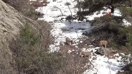 Kara avcılığı durduruldu... Dağ keçileri böyle görüntülendi