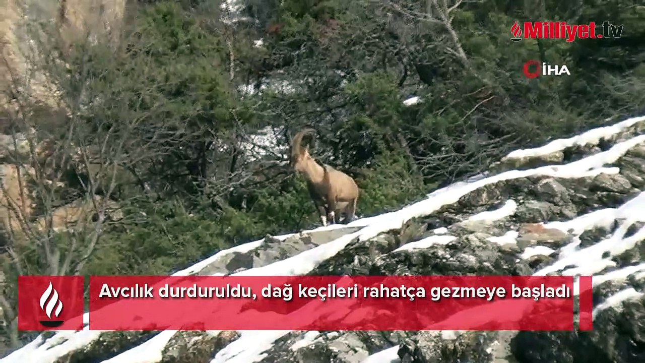 Avcılık durduruldu, dağ keçileri rahatça gezmeye başladı
