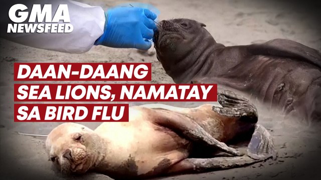Daan-daang sea lions, namatay sa bird flu | GMA News Feed