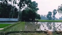 Preparation of Paddy cultivation in the land