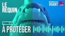 Comment protéger les derniers requins - Mécaniques du vivant, le requin épisode 4/4