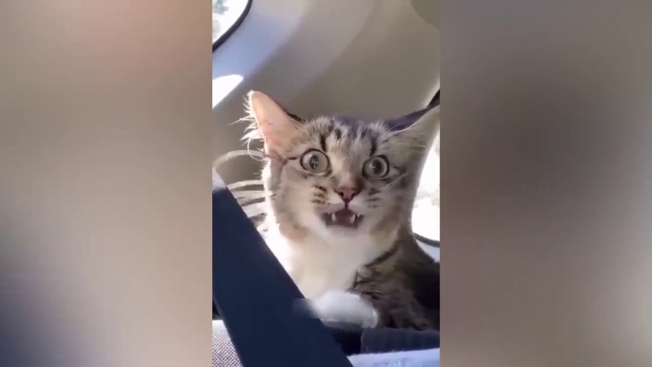 Funniest Animals 2023  Funniest Cats and Dogs