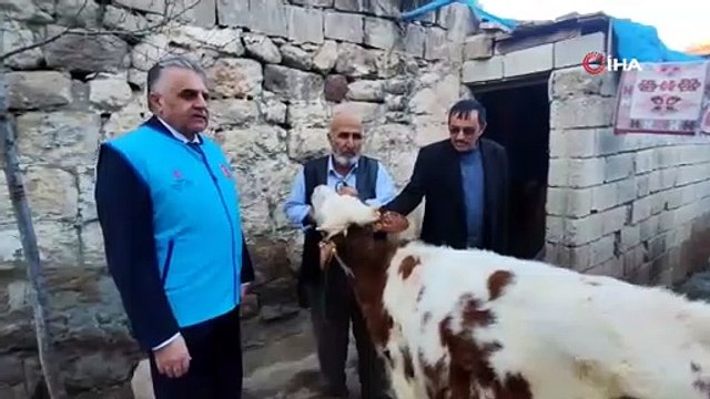 Gözü gibi baktığı danasını bakın ne yaptı
