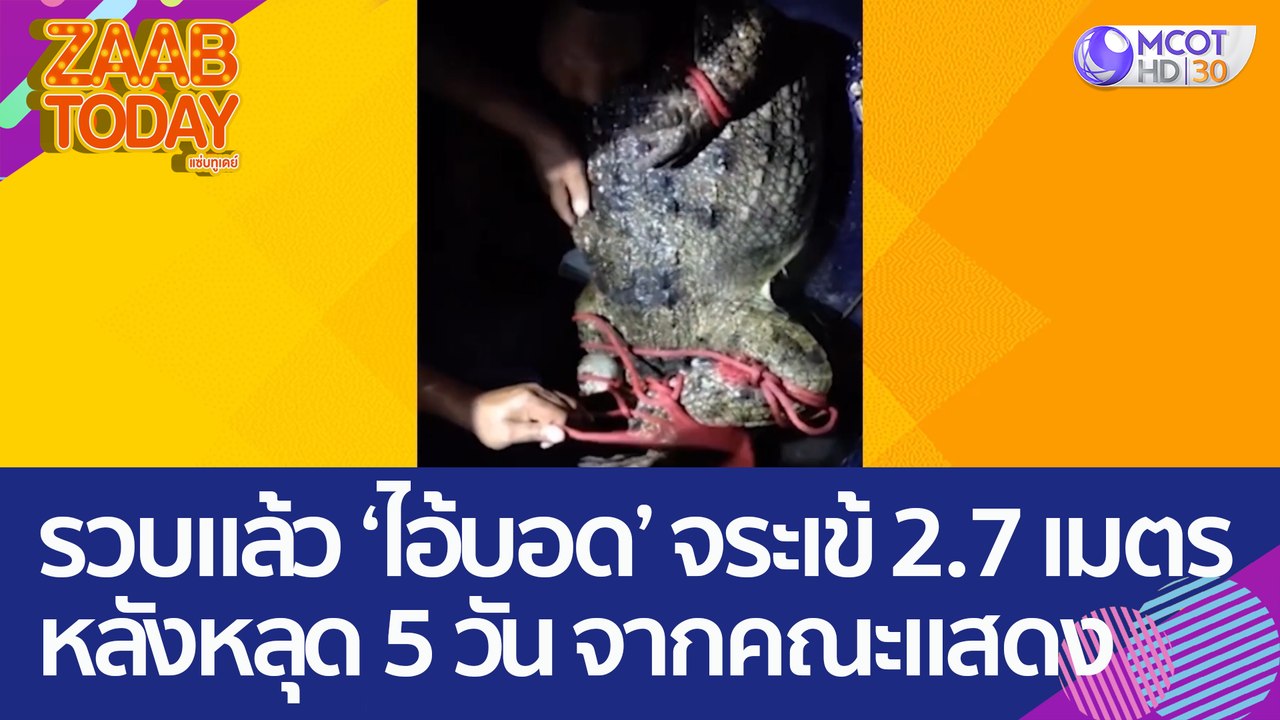 รวบแล้ว ‘ไอ้บอด’ จระเข้ 2.7 เมตรหลังหลุด 5 วัน...