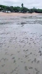 Blue Soldier Crabs Army Quickly Disappears into the Sand