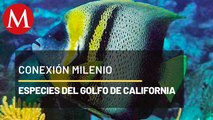 Pez Ángel de Cortés, golfo de California | Conexión Milenio