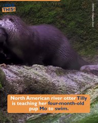 Otter teaches her young to swim !!