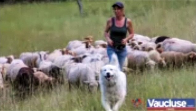 Vaucluse Mont Ventoux quel comportement adopter face aux chi