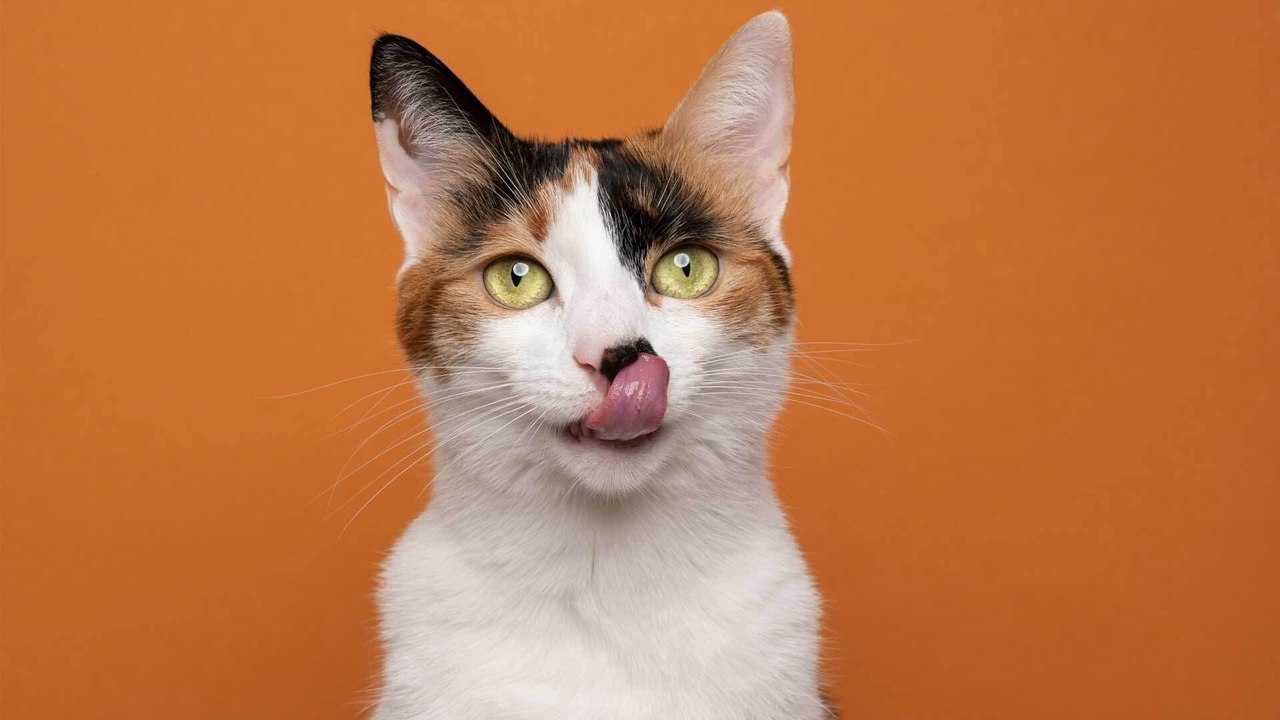 Ist das gesund? Dürfen Katzen Bananen essen?