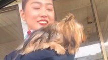 Dog is feeling separation anxiety after dropping mom off at airport