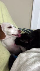 Dog And Cat Take Turns Licking Each Other