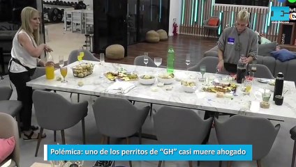 Polémica, uno de los perritos de GH casi muere ahogado