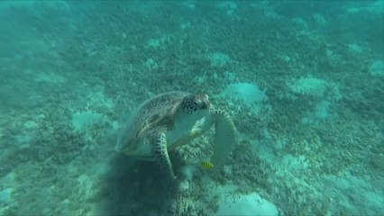L'ONU reprend les discussions sur le traité de la haute mer