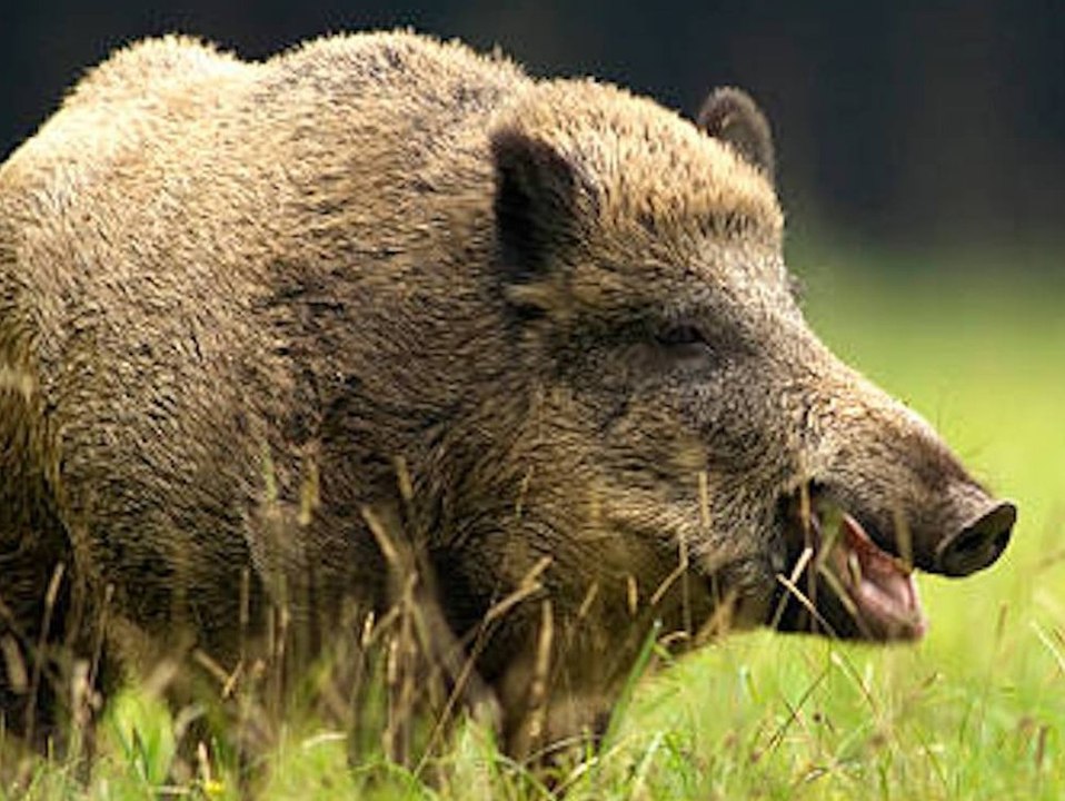 'Superschweine' versetzen Nordamerika in Schrecken