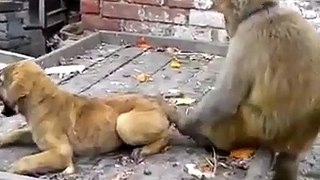 Cute and Funny Monkey & Dog