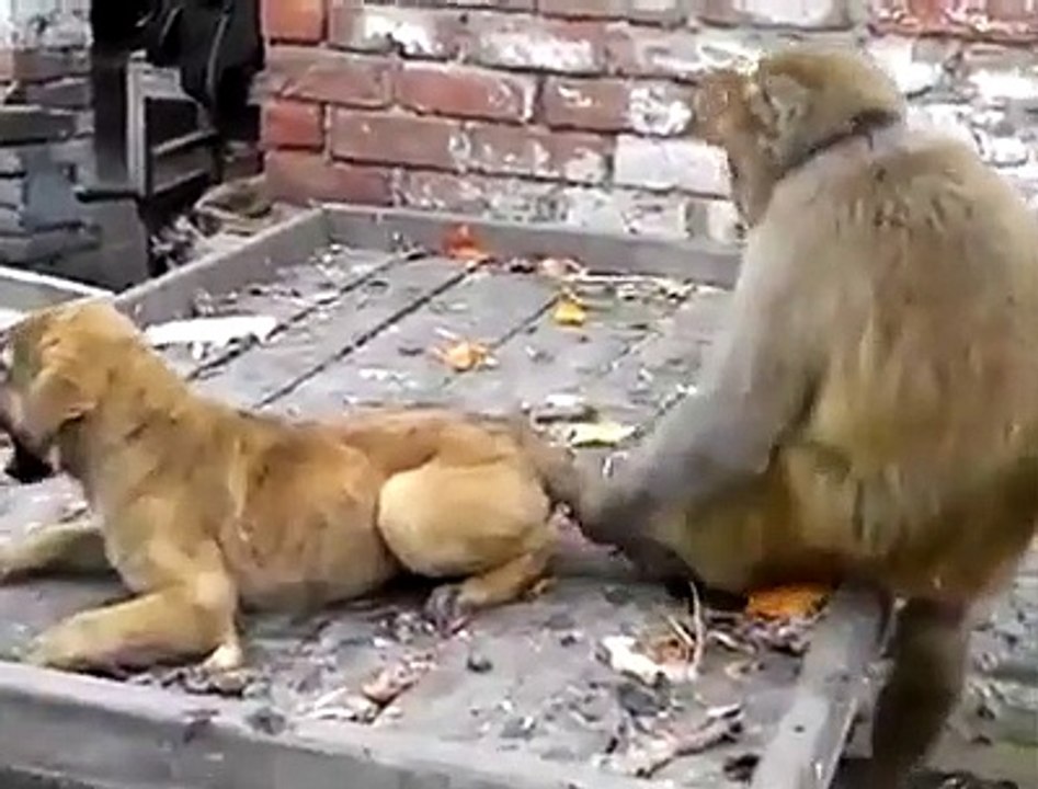 Cute and Funny Monkey & Dog