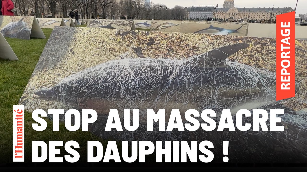 Dauphins échoués. La LPO expose les photos des 400 cétacés morts, aux Invalides