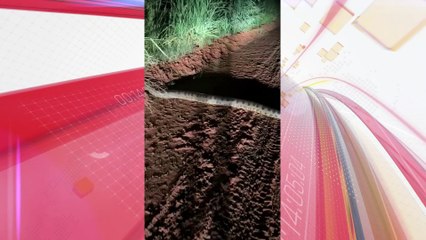 Sucuri gigante é flagrada 'atravessando a rua' no interior do PR; veja