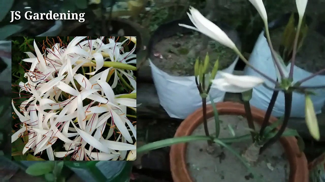 How to grow and care Spider Lily in pot