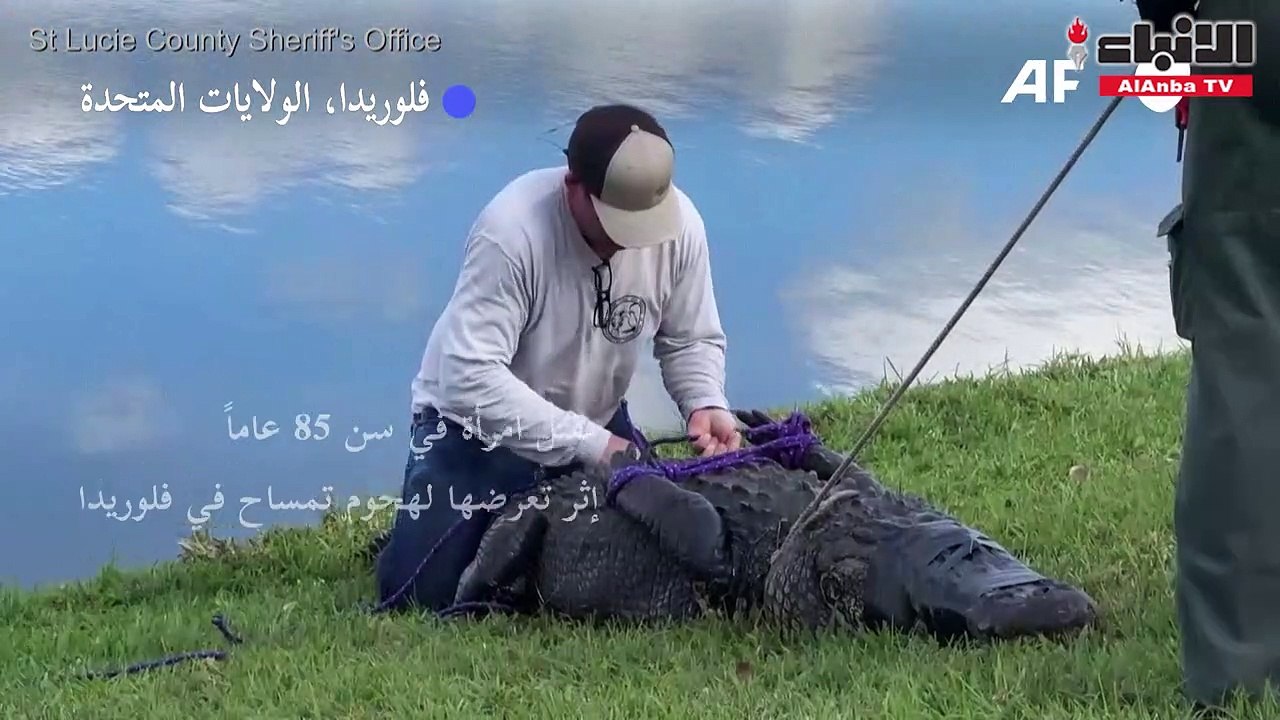 مقتل امرأة في سن 85 عاماً إثر تعرضها لهجوم تمساح في فلوريدا