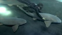 ¡Experiencia extrema ! En Mazatlán, puedes nadar con TIBURONES en un acuario