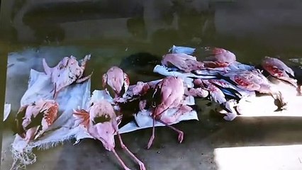 नागौर : लवणीय सांभरझील में 10 फ्लैमिंगो प​क्षियों की मौत के बाद हुआ यह , देखें VIDEO