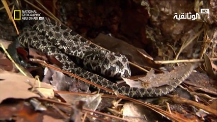 صيادو الأفاعي | الموت بسبب الأفعى