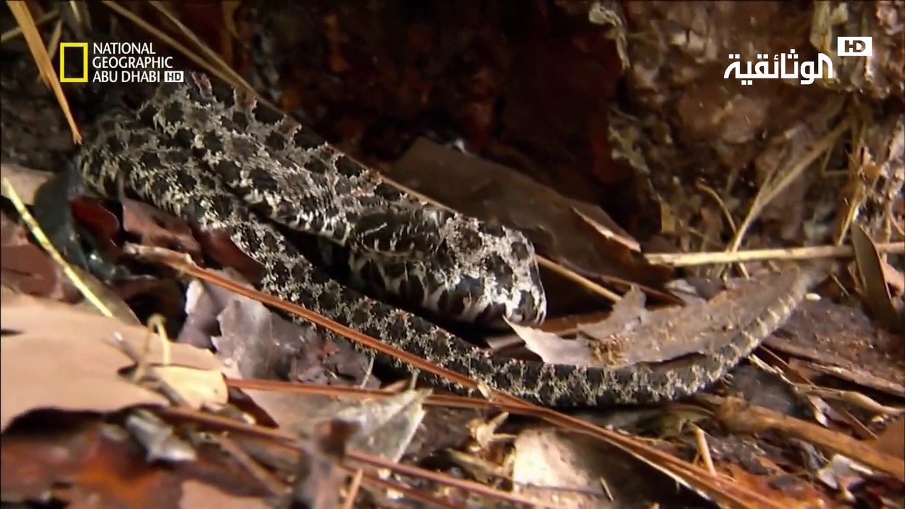 صيادو الأفاعي | الموت بسبب الأفعى