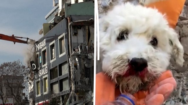 Turquie : une dizaine d'animaux piégés dans un immeuble en cours de démolition