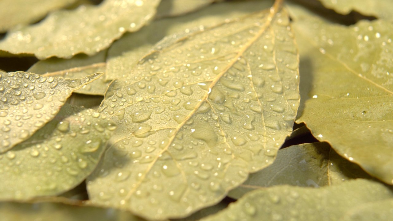 Does A Bay Leaf Really Make a Difference