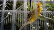 canary bird singing