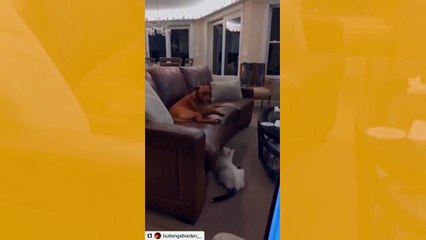 Vídeo hilário: gato pentelho não deixa cão dormir sossegado