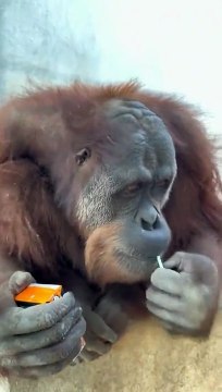 Un animal plus intelligent que vos enfants