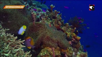 Jane Fonda instó a los países a debatir con amor el tratado oceanico en la ONU