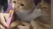Top Trending Funny Animals clip-20 | #funny #comedy #emotional #drama #cat #animal #latest #2023