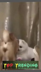 Top Trending Funny Animals clip-23
