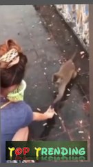 Top Trending Funny Animals clip-28 | naughty monkey 2023
