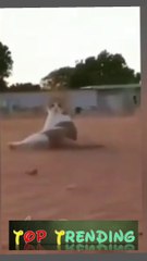 Top Trending Funny Animals clip-27