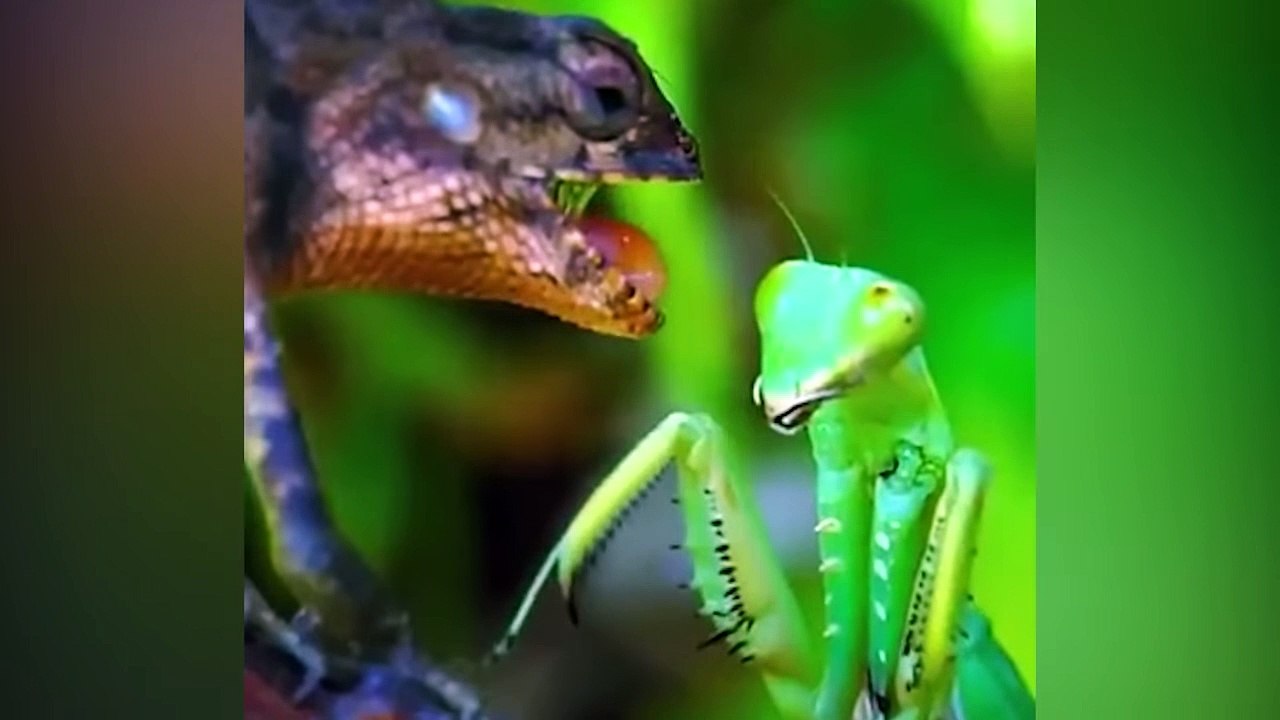 15 Times Predators Messed With The Wrong Prey (2)