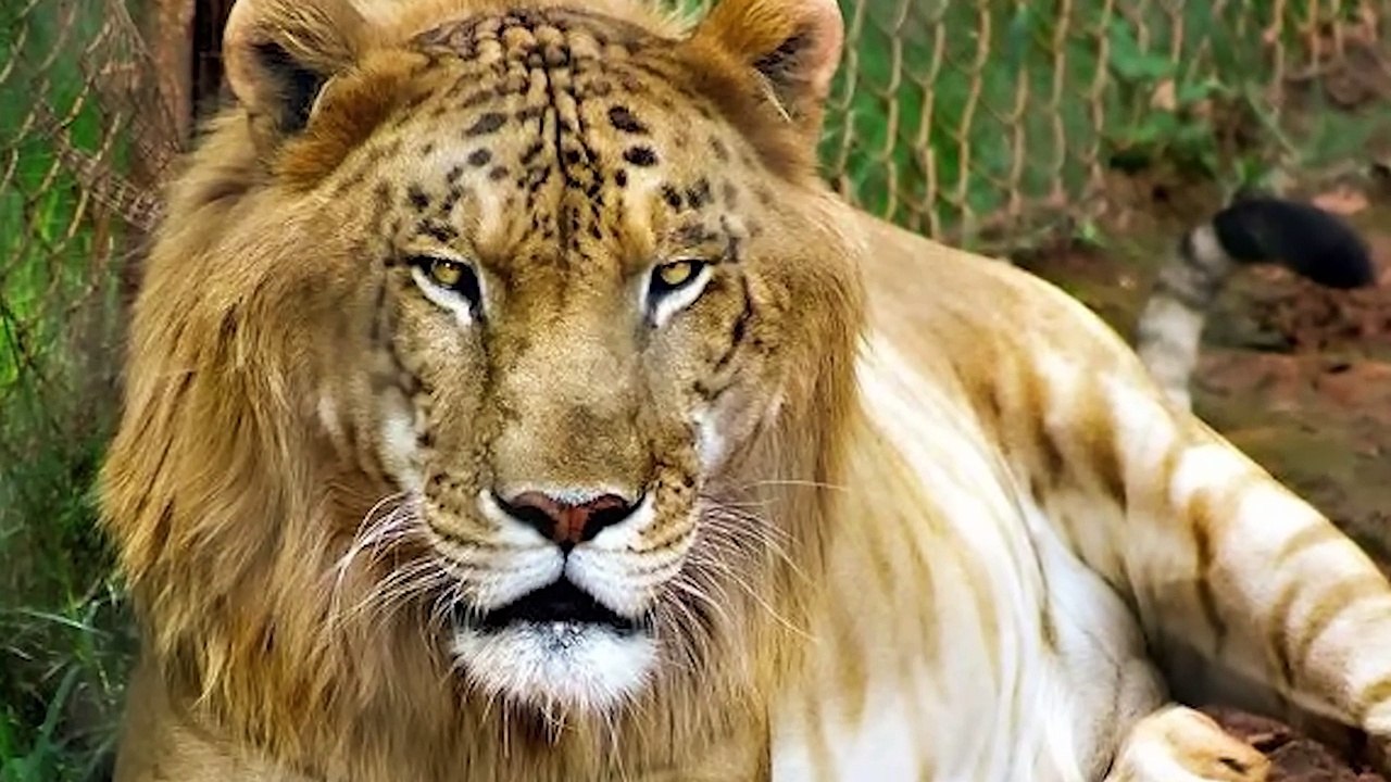 12 Rare Hybrid Animals You Won't Believe Exist