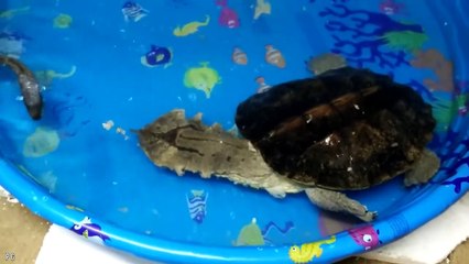 12 Amazon River Monsters You'd Rather Not Meet