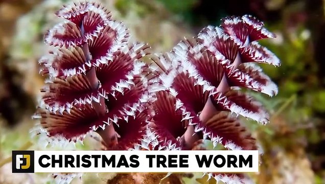 10 Weird Sea Creatures You Should NEVER Touch