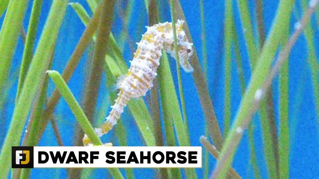 10 Tiny Exotic Animals You Can Own As Pets