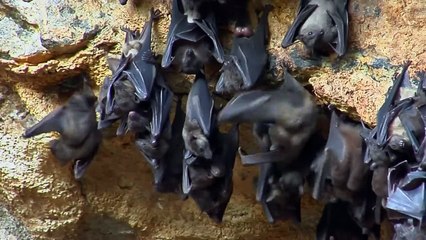 12 Largest Creatures Ever Caught On Camera #2