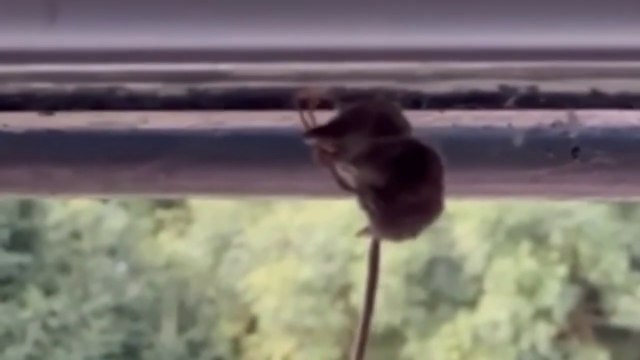 Arachnophobes, look away now! Watch as a terrifying noble false widow spider takes down an unsuspecting pygmy shrew - before hoisting it into the rafters to be DEVOURED