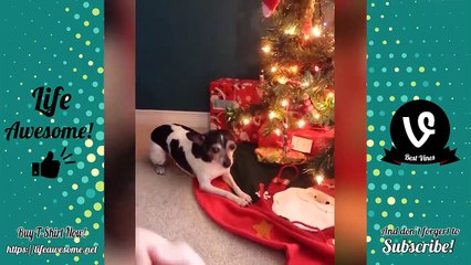 Funny Animals Videos 2018 - Funny Cute Dogs Compilation 2018   Try Not To Laugh Challenge