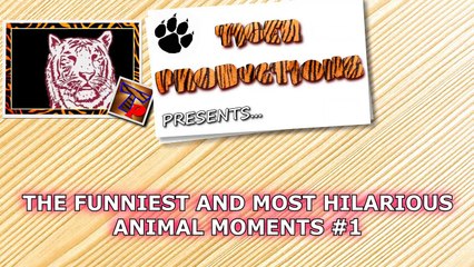 The funniest and most hilarious ANIMAL videos #1 - Funny animal compilation - Watch & laugh!