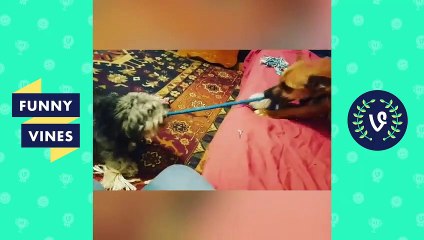 TRY NOT TO AWW! FUNNY and CUTE ANIMALS Videos Compilation 2018   Funny Vine